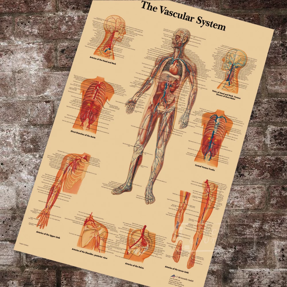 Medical Anatomy Anatomical The Vascular System Chart Classic Canvas Paintings Vintage Wall Posters Stickers Home Decor Gift
Medical Anatomy Anatomical The Vascular System Chart Classic Canvas Paintings Vintage Wall Posters Stickers Home Decor Gift