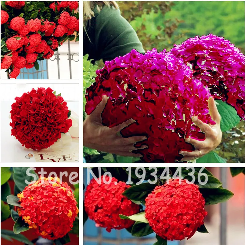100 Pcs China Red Hydrangea Bonsai Flower Indoor Bonsai Fleur Easy to Plant Gardening Wedding Decoration Home Garden Ornamental
100 Pcs China Red Hydrangea Bonsai Flower Indoor Bonsai Fleur Easy to Plant Gardening Wedding Decoration Home Garden Ornamental
