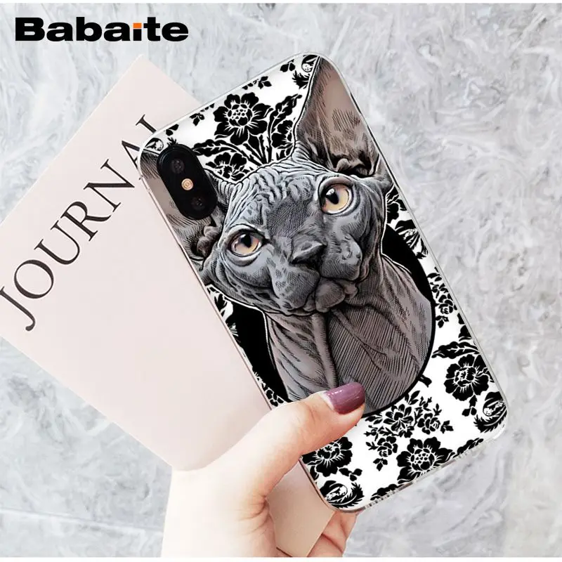 sphynx cat