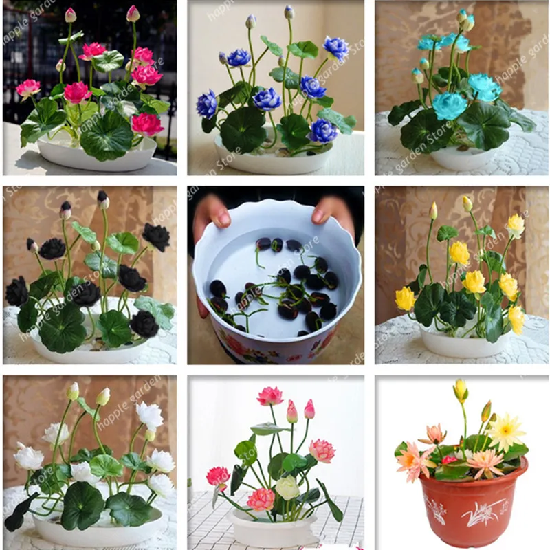 10 Pcs Lotus Flower,Mini Lotus Bonsai Aquatic Plants Bowl Lotus Water Lily Flores Perennial Plant For Home & Garden Decoration
10 Pcs Lotus Flower,Mini Lotus Bonsai Aquatic Plants Bowl Lotus Water Lily Flores Perennial Plant For Home & Garden Decoration