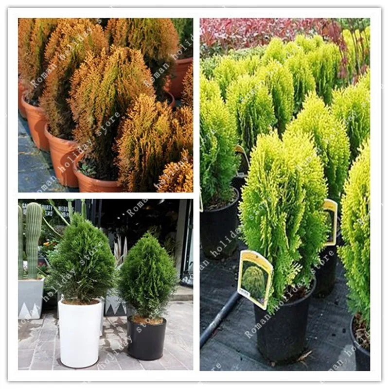 20 Pcs Multicolor Cypress trees Mix Platycladus Orientalis Oriental Arborvitae Conifer Home DIY Garden Bonsai
20 Pcs Multicolor Cypress trees Mix Platycladus Orientalis Oriental Arborvitae Conifer Home DIY Garden Bonsai