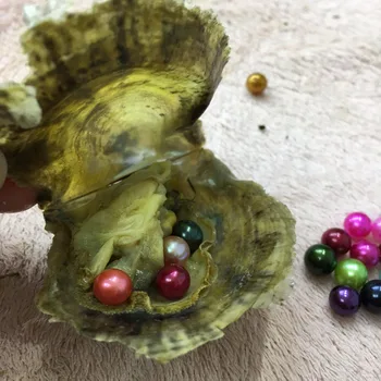 7-8MM Love Wish Round Akoya Pearl in Oyster with Vacuum-packed 20pcs Mix 27 Colors Single Pearl Akoya Oysters FP251
7-8MM Love Wish Round Akoya Pearl in Oyster with Vacuum-packed 20pcs Mix 27 Colors Single Pearl Akoya Oysters FP251
