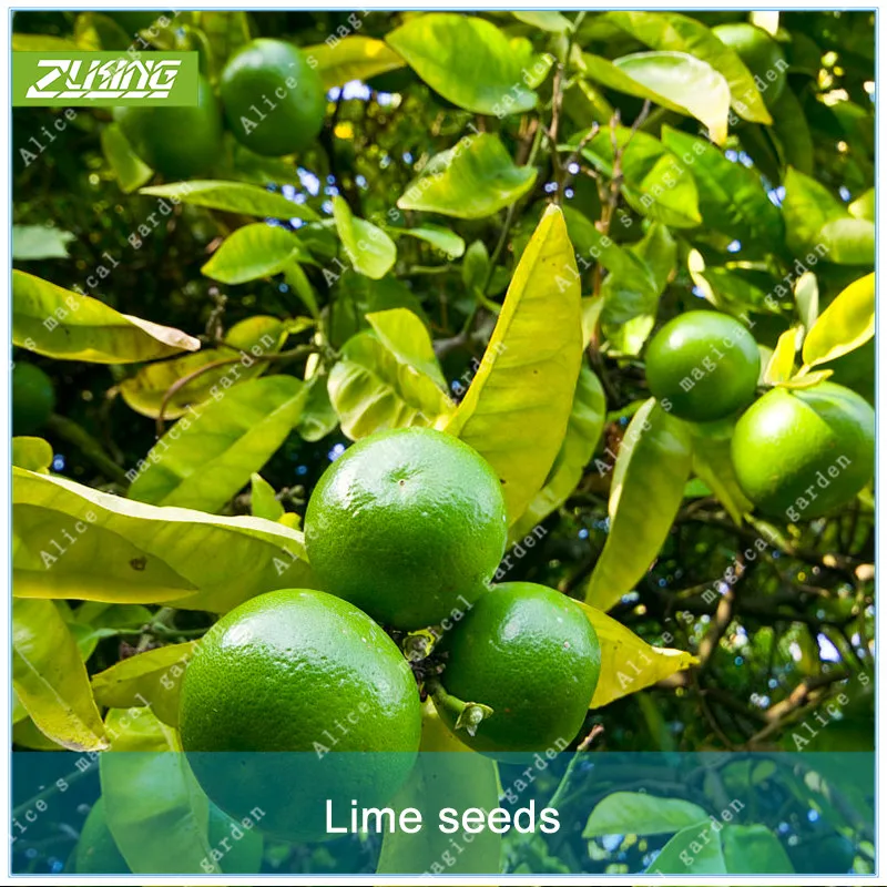 ZLKING 20pcs Wild Orange Fruit Bonsai Plants Exotic Bonsai Fruit Trees Popular Perennial Plants For Home Garden
ZLKING 20pcs Wild Orange Fruit Bonsai Plants Exotic Bonsai Fruit Trees Popular Perennial Plants For Home Garden