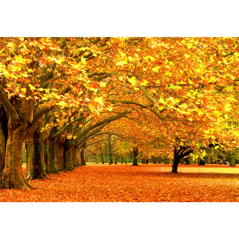 Beautiful Maple Leaves Autumn Scenic Backdrop for Photography Printed Trees Nature Scenery Kids Wedding Photo Shoot Backgrounds
Beautiful Maple Leaves Autumn Scenic Backdrop for Photography Printed Trees Nature Scenery Kids Wedding Photo Shoot Backgrounds