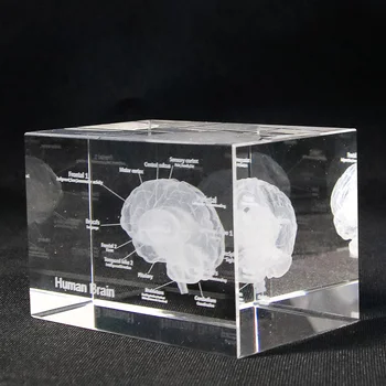 Brain Diagram Crystal Cube 3D Human Anatomical Model Crystal Glass Cube Anatomy Mind Neurology Thinking Medical Science Gifts
Brain Diagram Crystal Cube 3D Human Anatomical Model Crystal Glass Cube Anatomy Mind Neurology Thinking Medical Science Gifts