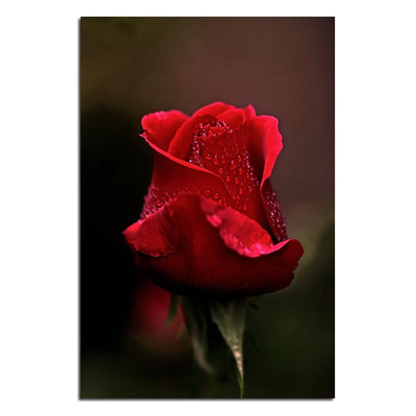 5d diy Diamond Painting Cross Stitch round Diamond embroidery Rose Floral pictures of rhinestone Diamond Mosaic Home Decor AS101
5d diy Diamond Painting Cross Stitch round Diamond embroidery Rose Floral pictures of rhinestone Diamond Mosaic Home Decor AS101