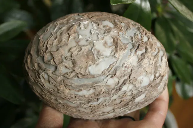 5.07" Rare Natural Bonsai Suiseki Bark Egg Covered Unique Cortex Texture - Rough
5.07" Rare Natural Bonsai Suiseki Bark Egg Covered Unique Cortex Texture - Rough