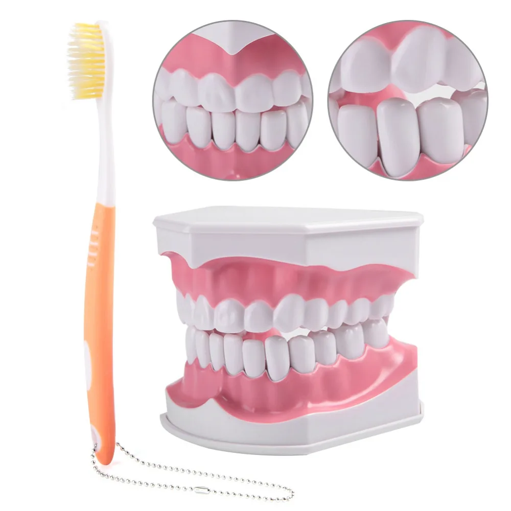 brand new adult dental teeth model removable high-grade fake teeth teaching models false tooth model with toothbrush for dentist
brand new adult dental teeth model removable high-grade fake teeth teaching models false tooth model with toothbrush for dentist