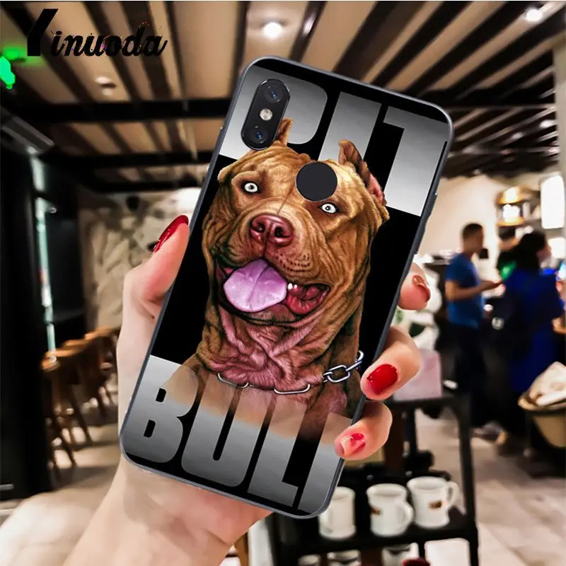 Pit Bull Dog Pitbull Puppy Animal