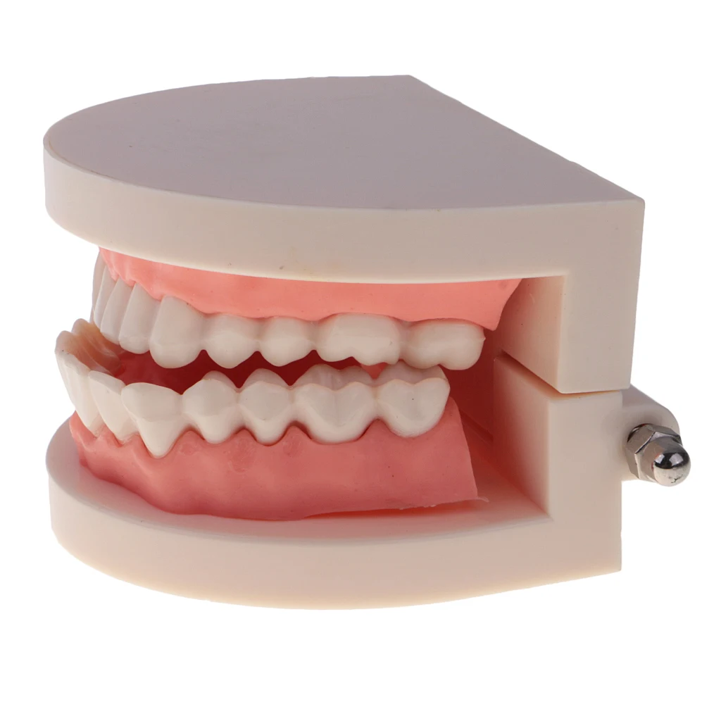 2 Sets 1:1 Human Mouth Teeth Model with Toothbrush School Teaching Learning Lab Ornament