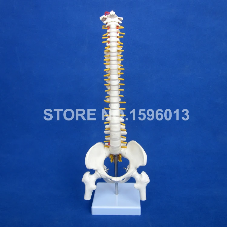 Vertebral Column Model with Pelvis,Femur Heads and Sacrum, 45CM Spine Model with Intervertebral Disc
Vertebral Column Model with Pelvis,Femur Heads and Sacrum, 45CM Spine Model with Intervertebral Disc
