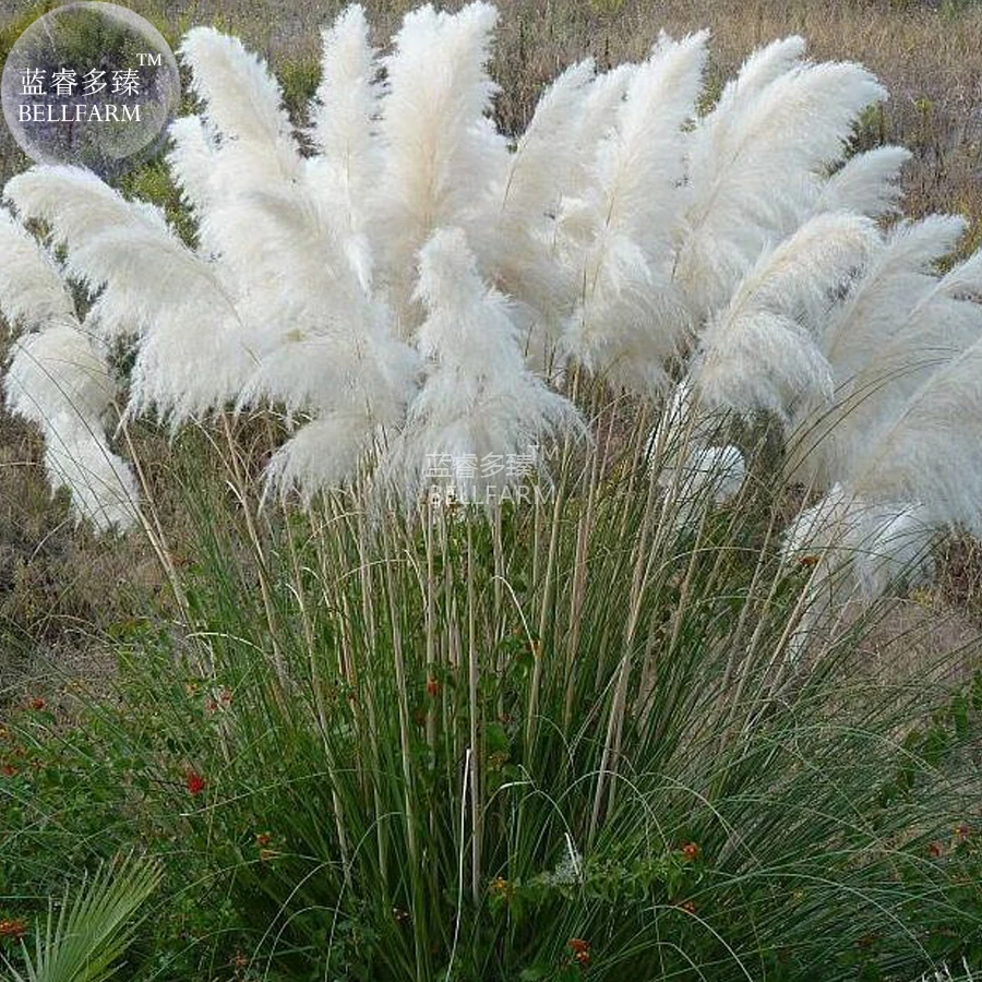 BELLFARM Organic White Pampas Grass Cortaderia selloana, 20 seeds, 100% real ornamental grass seeds E4270