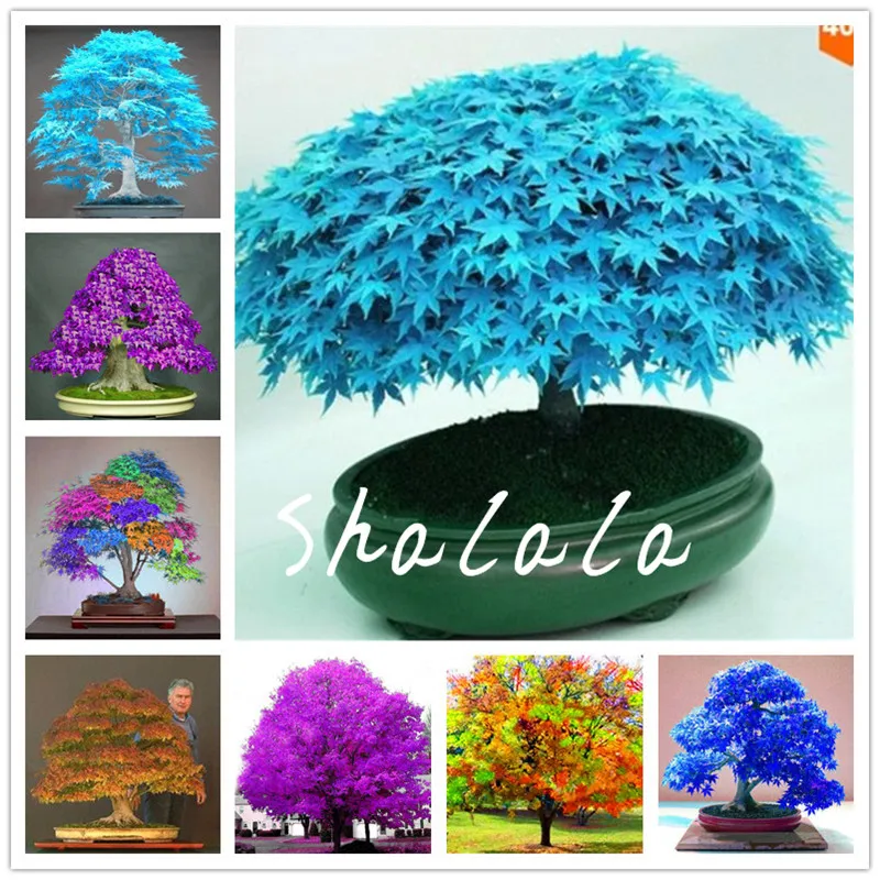 50 pcs Rainbow Maple Bonsai Tree Plants, Real Japanese Red Maple Tree Bonsai For Garden Planting All Season,Indoor Decor Tree
50 pcs Rainbow Maple Bonsai Tree Plants, Real Japanese Red Maple Tree Bonsai For Garden Planting All Season,Indoor Decor Tree