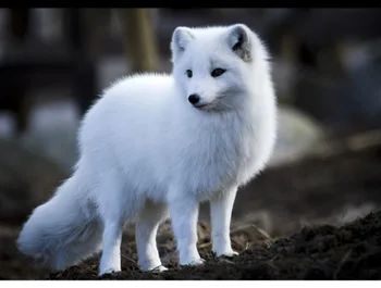 Need to add clothing length, hats, etc., or other special custom requirements Different prices
Need to add clothing length, hats, etc., or other special custom requirements Different prices