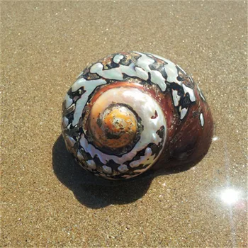 7-10cm South African Turban Turbo Sarmaticus Natural Crafts Fish Tank Aquarium Landscape Ornaments Wedding Seashell Decoration
7-10cm South African Turban Turbo Sarmaticus Natural Crafts Fish Tank Aquarium Landscape Ornaments Wedding Seashell Decoration