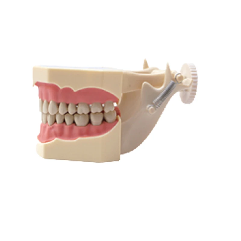 1pc Dental Study Teeth Jaw Model with Screw Fixed Teeth Model with 32 Pieces Teeth for Soft Gum Screw fixed DP Articulator
1pc Dental Study Teeth Jaw Model with Screw Fixed Teeth Model with 32 Pieces Teeth for Soft Gum Screw fixed DP Articulator