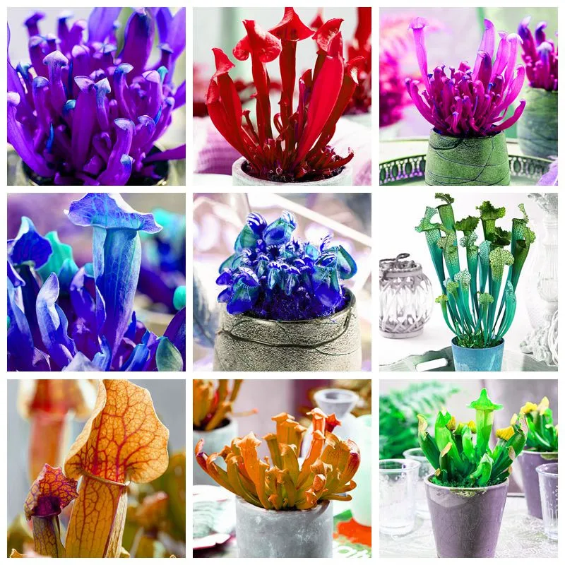 500 Pcs Flytrap Bonsai Insectivorous Garden Dionaea Muscipula Giant Clip Venus Flytrap Potted Plant Nepenthes Carnivorous Planta
500 Pcs Flytrap Bonsai Insectivorous Garden Dionaea Muscipula Giant Clip Venus Flytrap Potted Plant Nepenthes Carnivorous Planta