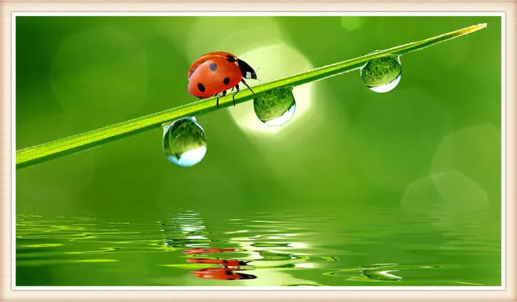 5D diy diamond painting animal Coccinella septempunctata rhinestones square cross stitch needlework home decorative gifts 
5D diy diamond painting animal Coccinella septempunctata rhinestones square cross stitch needlework home decorative gifts