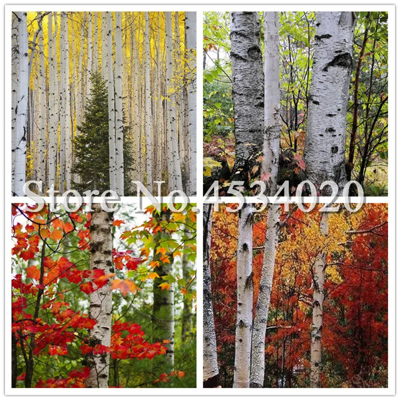 100 Pcs White Birch Tree Bonsai, Rare Heirloom Sacred White Birch, a High Survival Rate Of Trees Planted Garden Courtyard Tropic
100 Pcs White Birch Tree Bonsai, Rare Heirloom Sacred White Birch, a High Survival Rate Of Trees Planted Garden Courtyard Tropic