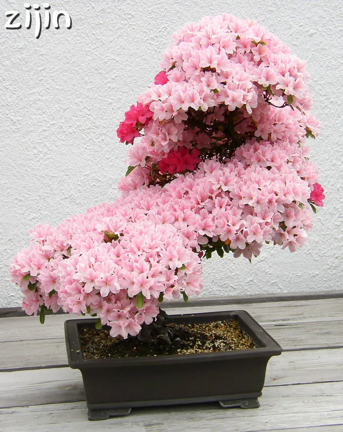 Bonsai Tree japanese Sakura plant Rare Japanese Cherry Blossoms Flowers plant in Bonsai Pink Prunus Serrulata 10pcs/pack
Bonsai Tree japanese Sakura plant Rare Japanese Cherry Blossoms Flowers plant in Bonsai Pink Prunus Serrulata 10pcs/pack