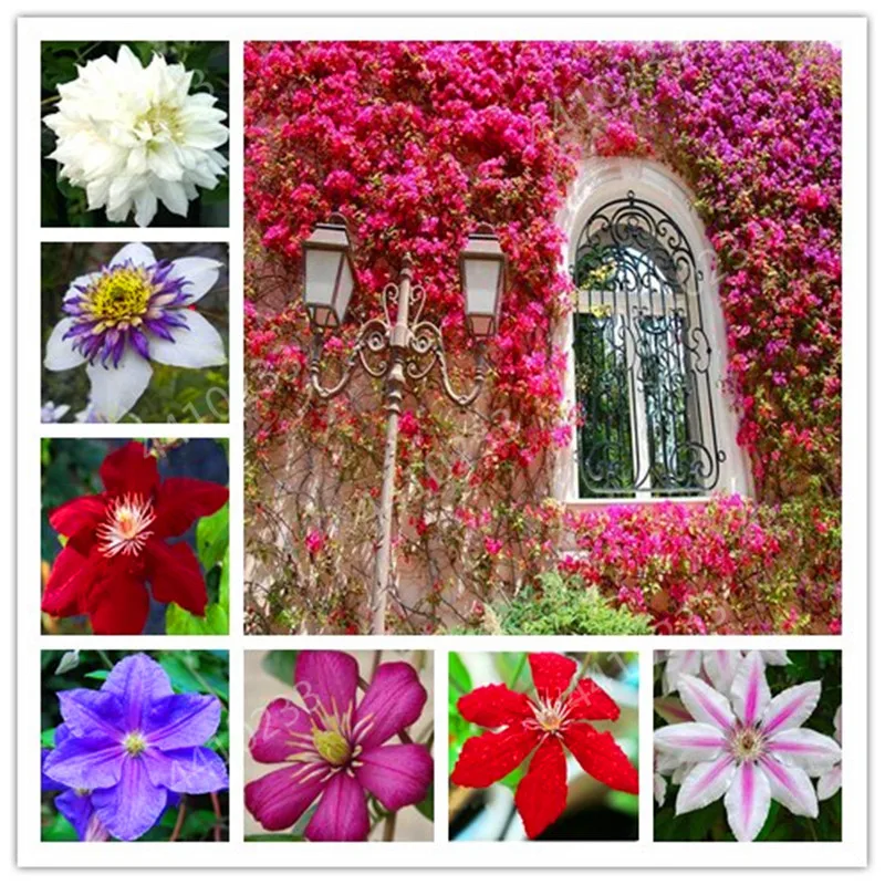 Big sale!Bonsai 100 Pcs Colorful Clematis Bonsai Flower Climbing Clematis Vines Flower Outdoor Climbing Clematis Plants For Home
Big sale!Bonsai 100 Pcs Colorful Clematis Bonsai Flower Climbing Clematis Vines Flower Outdoor Climbing Clematis Plants For Home