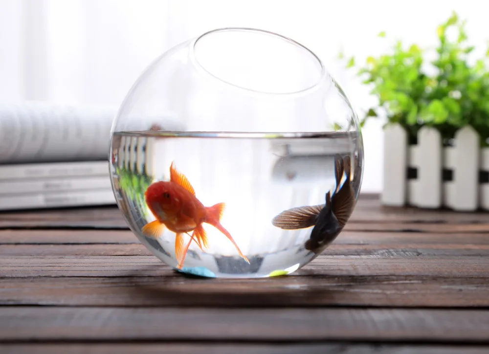 Dia10cm Round Glass Bowl Vase Succulent Terrarium Glass Fish