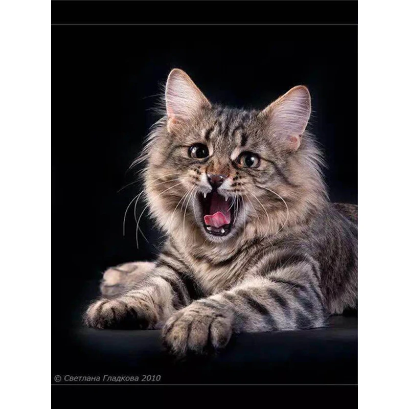 YIKEE decorative canvas oil painting by numbers,paint by number kits for adults cat
YIKEE decorative canvas oil painting by numbers,paint by number kits for adults cat