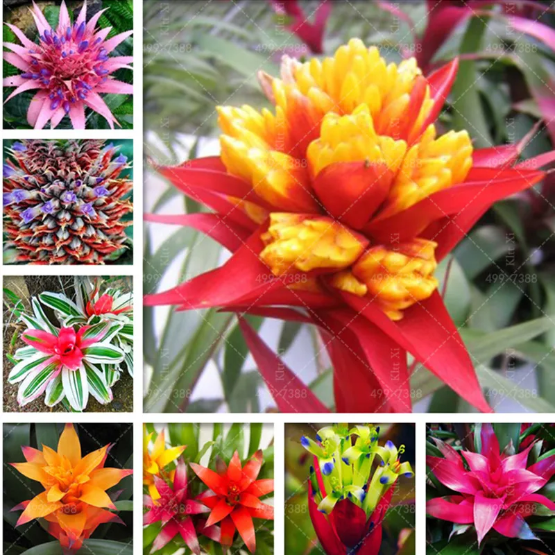 100 Pcs Rare bromeliad bonsai vegetable and fruit garden succulent plants Mini Cactus Pots Cheap Rainbow Children Bonsai flower
100 Pcs Rare bromeliad bonsai vegetable and fruit garden succulent plants Mini Cactus Pots Cheap Rainbow Children Bonsai flower