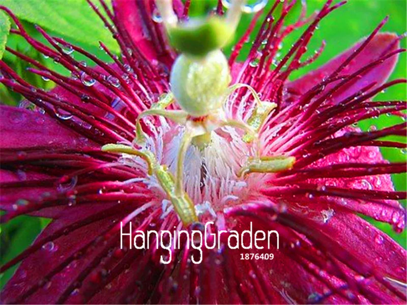 New Fresh 100 Pcs/Bag Passion Flower flores Vine Fruit Passiflora bonsai plant plantas DIY home garden,#EM4O8L
New Fresh 100 Pcs/Bag Passion Flower flores Vine Fruit Passiflora bonsai plant plantas DIY home garden,#EM4O8L