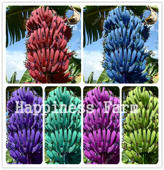 100 Pcs Dwarf Banana Bonsai Tree Tropical Fruit Planting Outdoor Potted Balcony Garden Flower For Home, Germination Rate Of 95%
100 Pcs Dwarf Banana Bonsai Tree Tropical Fruit Planting Outdoor Potted Balcony Garden Flower For Home, Germination Rate Of 95%