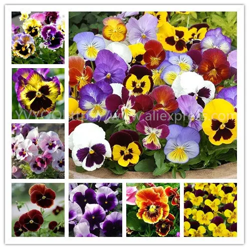 YVYOO 100pcs/bag pansy flores Wavy Pansy (Viola tricolor) plantas Bonsai Flower plant DIY Home & Garden Easy to Grow B67
YVYOO 100pcs/bag pansy flores Wavy Pansy (Viola tricolor) plantas Bonsai Flower plant DIY Home & Garden Easy to Grow B67