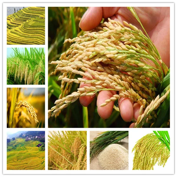 100 PCS Exotic Golden Rice Plant Non-GMO Heirloom High Disease Resistancehigh Yield Crop Outdoor Planta Paddy For Home Garden
100 PCS Exotic Golden Rice Plant Non-GMO Heirloom High Disease Resistancehigh Yield Crop Outdoor Planta Paddy For Home Garden