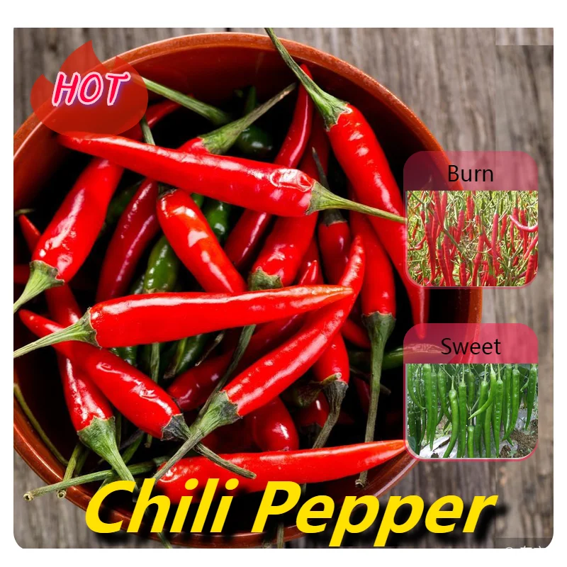 Hot Sale!100 Pcs/Lot Long red Chilli Pepper Bonsai Healthy Organic Vegetable Plants, Garden Potted Plant Peppers
Hot Sale!100 Pcs/Lot Long red Chilli Pepper Bonsai Healthy Organic Vegetable Plants, Garden Potted Plant Peppers