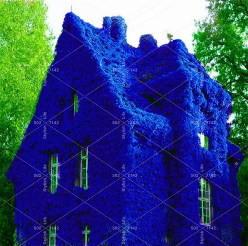 New! 100 Pcs Mixed Climbing Vine Woodbine Grape Boston Ivy Bonsai Japanese Creeper Grass garden decoration plant free shipping
New! 100 Pcs Mixed Climbing Vine Woodbine Grape Boston Ivy Bonsai Japanese Creeper Grass garden decoration plant free shipping