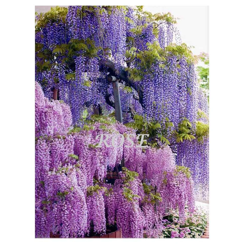 Diamond Painting Cross Stitch Lilac Flowers Diamond Embroidery 5D DIY Diamond Mosaic Picture Rhinestones Full Drill Resin R32
Diamond Painting Cross Stitch Lilac Flowers Diamond Embroidery 5D DIY Diamond Mosaic Picture Rhinestones Full Drill Resin R32