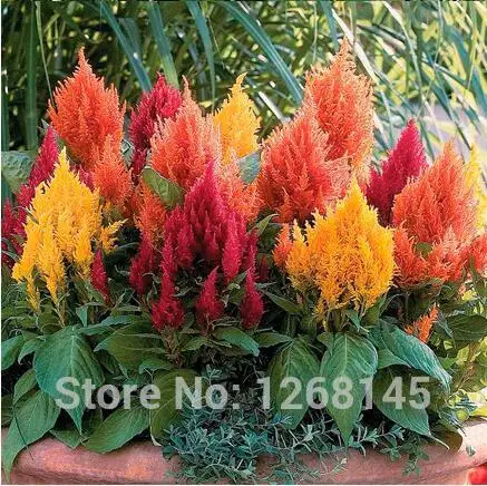 500pcs Celosia argentea 'Century Mixed' , flower ,courtyard balcony potted home garden free shipping
500pcs Celosia argentea 'Century Mixed' , flower ,courtyard balcony potted home garden free shipping