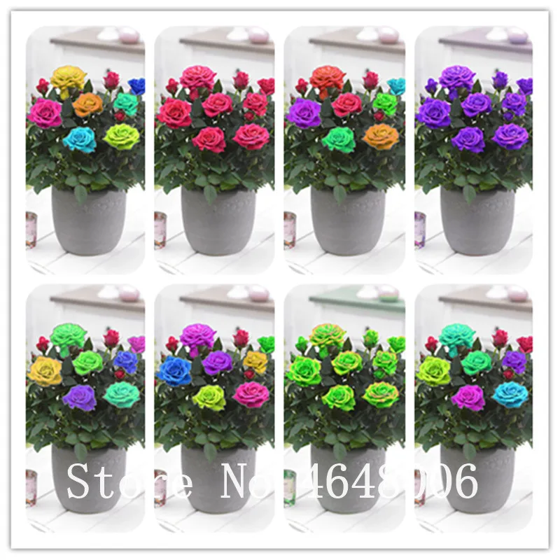 Time-Limit!! 100 Pcs Mini Colorful Rose Flower Bonsai, Different Colors Rose Mini Bonsai Tree, Beautiful Rose Plants For Home
Time-Limit!! 100 Pcs Mini Colorful Rose Flower Bonsai, Different Colors Rose Mini Bonsai Tree, Beautiful Rose Plants For Home