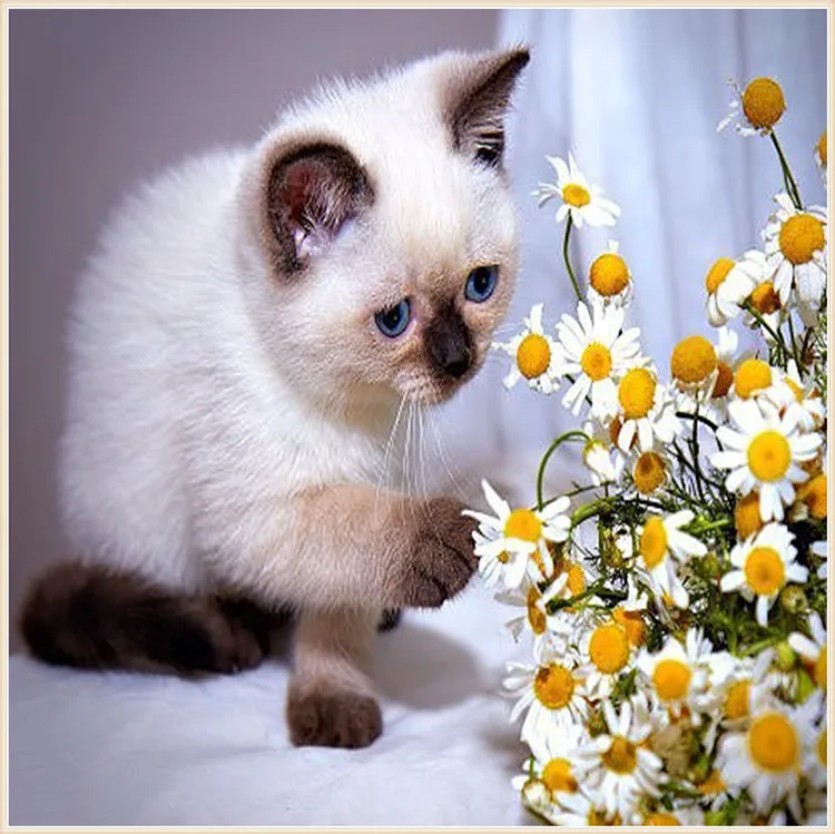 5D diy diamond painting animal cats pictures of rhinestones square cross stitch needlework home decorative relative gifts
5D diy diamond painting animal cats pictures of rhinestones square cross stitch needlework home decorative relative gifts