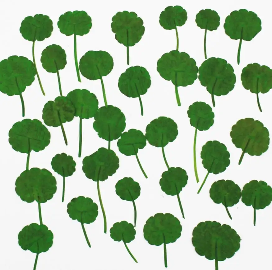 120pcs Pressed Dried Centella asiatica L. Flower Plants Herbarium For Jewelry Making Postcard Frame Phone Case Craft DIY
120pcs Pressed Dried Centella asiatica L. Flower Plants Herbarium For Jewelry Making Postcard Frame Phone Case Craft DIY