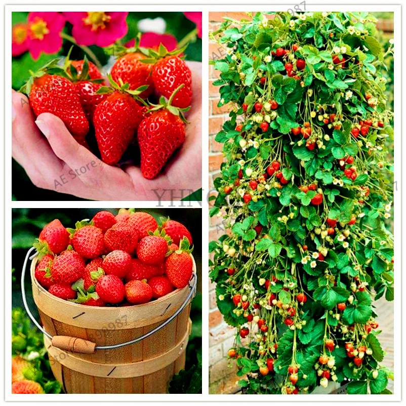 200pcs/bag Climbing Red Strawberry Plantas,Courtyard Planting Fruit Bonsai Tree For Diy Home & Garden Rare Plants
200pcs/bag Climbing Red Strawberry Plantas,Courtyard Planting Fruit Bonsai Tree For Diy Home & Garden Rare Plants