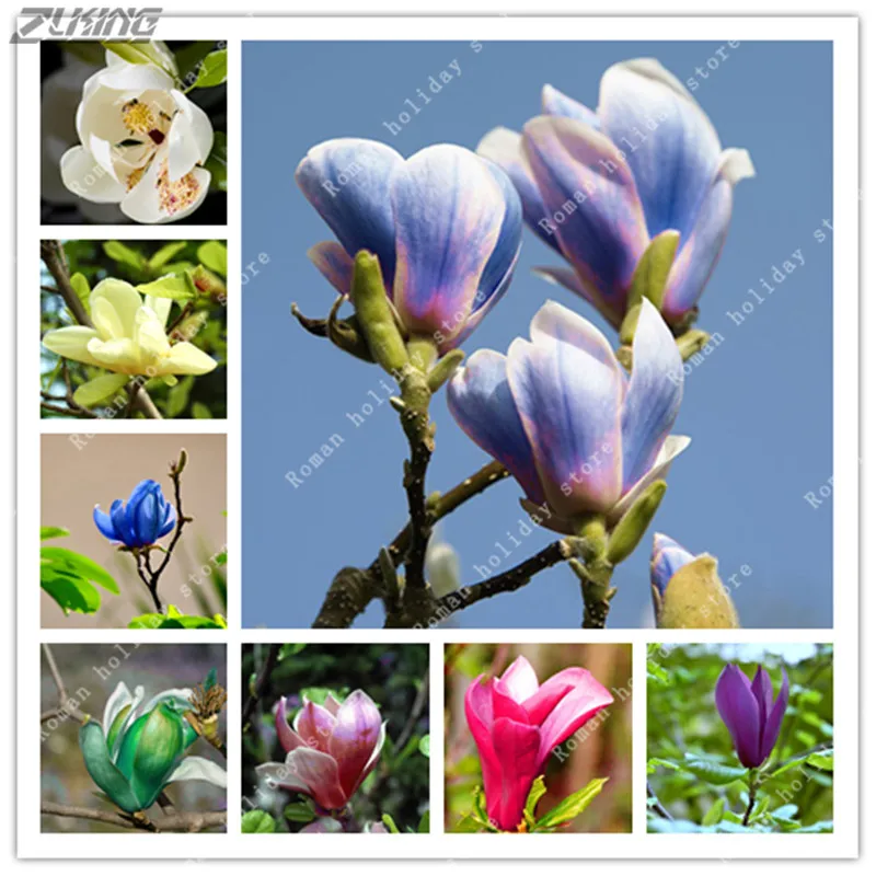 ZLKING 10pcs Multicolor Magnolia Rare Colorful Fragrant Yulan Bonsai Living Real Red Purple Pink Beautiful Orchid
ZLKING 10pcs Multicolor Magnolia Rare Colorful Fragrant Yulan Bonsai Living Real Red Purple Pink Beautiful Orchid