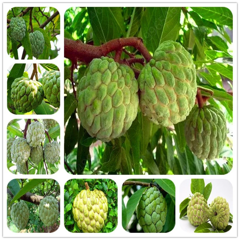 5pcs Bonsai Soursop Fruit Graviola Annona Muricata Plant MultiColor Sweetsop Delicious Sweet Fruit Sugar Apple Plant home garden
5pcs Bonsai Soursop Fruit Graviola Annona Muricata Plant MultiColor Sweetsop Delicious Sweet Fruit Sugar Apple Plant home garden