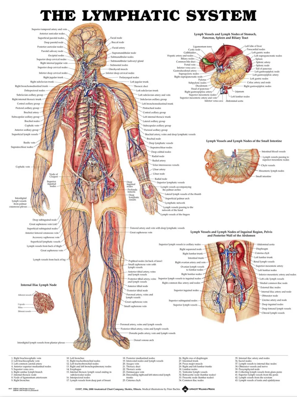 Basic Muscle Chart