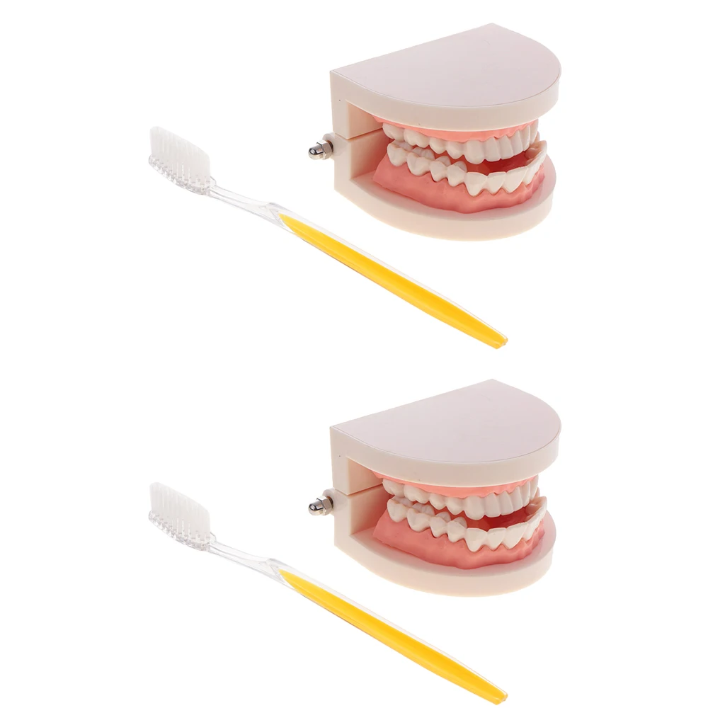 2 Sets 1:1 Human Mouth Teeth Model with Toothbrush School Teaching Learning Lab Ornament