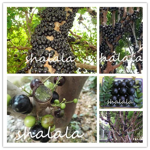 1000Pcs A Set Grape Jaboticaba purple finger Dwarf succulent purple golden finger non gmo black natural plant
1000Pcs A Set Grape Jaboticaba purple finger Dwarf succulent purple golden finger non gmo black natural plant