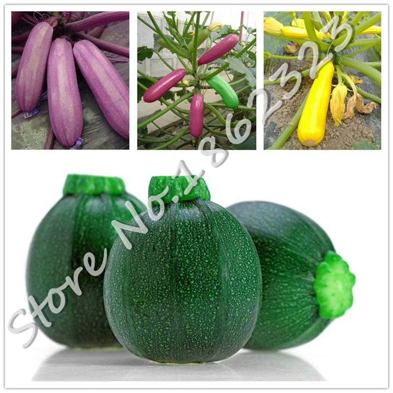 50Pcs Sweet Pumpkin Bonsai Organic Squash Colourful delicious Bonsai Non transgene Rare Juicy Vegetables Bonsai for Home Garden
50Pcs Sweet Pumpkin Bonsai Organic Squash Colourful delicious Bonsai Non transgene Rare Juicy Vegetables Bonsai for Home Garden