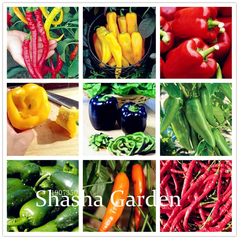 200 Pcs Multicolored Ornamental chili Pepper bonsai,organic vegetable bonsai plants for Home garden Perennial Non-GMO Plant Pot
200 Pcs Multicolored Ornamental chili Pepper bonsai,organic vegetable bonsai plants for Home garden Perennial Non-GMO Plant Pot