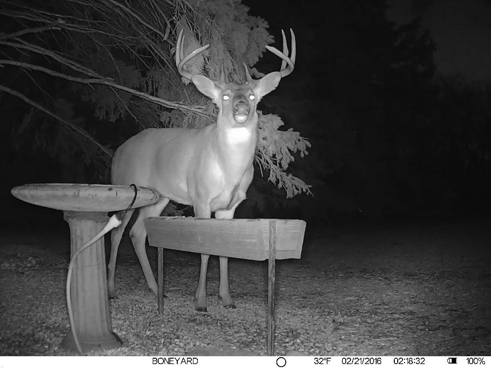 4G Hunting camera (1)