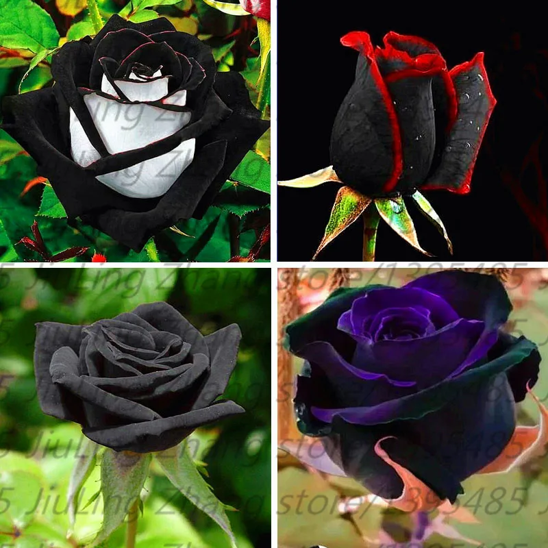 100pcs/bag Black Rose plant with red edge, rare color popular garden flower Perennial Bush or Bonsai Flower for home garde
100pcs/bag Black Rose plant with red edge, rare color popular garden flower Perennial Bush or Bonsai Flower for home garde