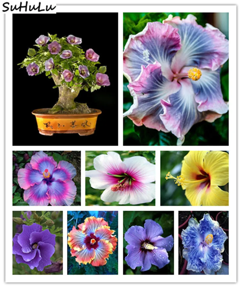 SALE! 100 Pcs Big Flower Hibiscus Plant Tree Perennial Fleur Et Plante, Bonsai Plant For Home Garden Ornaments Hibisco Easy Grow
SALE! 100 Pcs Big Flower Hibiscus Plant Tree Perennial Fleur Et Plante, Bonsai Plant For Home Garden Ornaments Hibisco Easy Grow